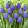 Tulipan niebieski - Blue - 5 cebulek