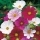 Onętek, Kosmos wielkokwiatowy Tetra Versailles - kolorowa mieszanka