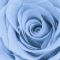 Róża wielkokwiatowa niebieska