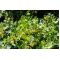 Agrest zielonożółty - Invicta - sadzonka
