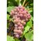 Winogrona bezpestkowe różowe, winorośl - Einset Seedles - sadzonka