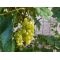 Winogrona bezpestkowe jasne, winorośl - Himrod - sadzonka