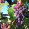 Winogrona bezpestkowe ciemne, winorośl - Venus - sadzonka