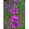 Pięknotka Profusion - fioletowe korale i kwiaty - duża sadzonka