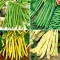 Nasiona fasoli szparagowej - zestaw 4 odmian