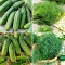 Nasiona ogórków i kopru - zestaw 4 odmian