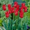 Tulipan liliokształtny czerwony - Lilyflowering red - duża paczka! - 50 szt.