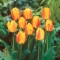 Tulipan Oxford Wonder - duża paczka! - 50 szt.