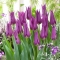 Tulipan liliokształtny fioletowy - Lilyflowering purple - GIGA paczka! - 250 szt.