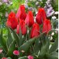 Tulipan niski czerwony - Greigii red - 5 cebulek