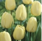 Tulipan Ivory Floradale opak. 5 szt.