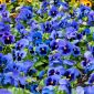 Bratek wielkokwiatowy – niebieski z czarną plamą - 400 nasion
