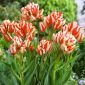 Tulipan Sylvia Warder - 5 cebulek