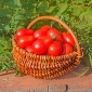 Pomidor Denar - gruntowy, gruszkowy, twardy