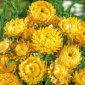 Kocanka ogrodowa, Nieśmiertelnik żółta - 1250 nasion
