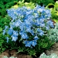 Ostróżka wielkokwiatowa - niebieska - 375 nasion