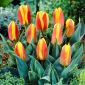 Tulipan niski czerwono-żółty - Greigii red-yellow - 5 cebulek
