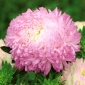 Aster peoniowy Anielka - biało-różowy