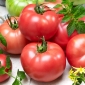 Pomidor Zorza Toruńska - bardzo wczesny, malinowy, mięsisty - 160 nasion