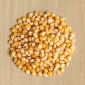 Nasiona na kiełki - Kukurydza