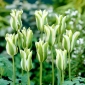 Tulipan Spring Green - 5 cebulek