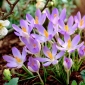 Krokus Lilac Beauty - 10 szt.