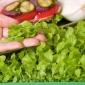 Microgreens - Sałata zielona - młode listki o unikalnym smaku - 1250 nasion