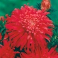 Aster chryzantemowy Płomień - czerwony - 125 nasion