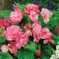 Begonia Camellia - różowo-biała - 2 bulwy
