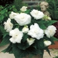 Begonia podwójna (pełna) - biała - 2 bulwy