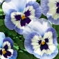 Bratek wielkokwiatowy - niebieski z biało-granatową plamą - Adonis - 320 nasion