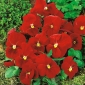 Bratek wielkokwiatowy - czerwony - 240 nasion
