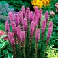 Liatra kłosowa purpurowa - Liatris spicata Purple - 10 cebulek