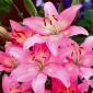 Lilia azjatycka różowa - Pink - 1 cebula