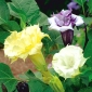 Bieluń surmikwiat o kwiatach pełnych - 14 nasion