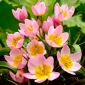 Tulipan botaniczny - Lilac Wonder - 5 cebulek
