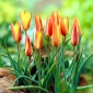 Tulipan Clusiana Sheila - 5 cebulek