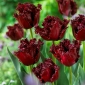 Tulipan Labrador - 5 cebulek