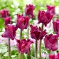 Tulipan Negrita Crown - 5 cebulek