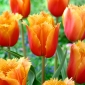 Tulipan Lambada - 5 cebulek