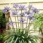 Agapant Dr Brouwer - Agapanthus