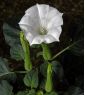 Bieluń surmikwiat o kwiatach białych - 28 nasion