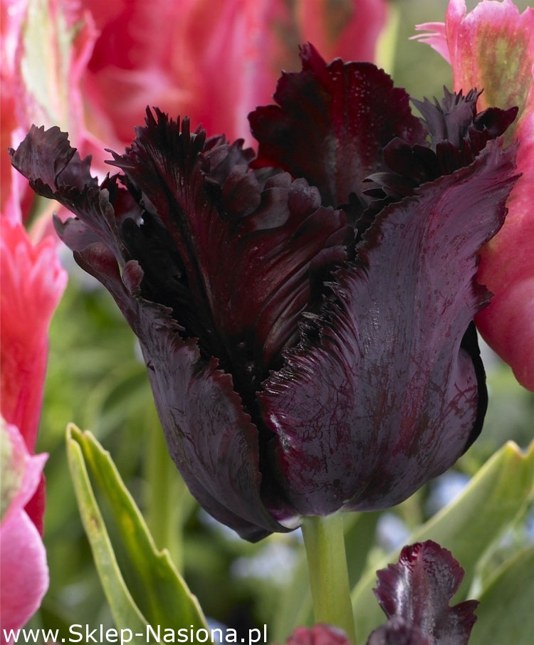Сорт черных тюльпанов