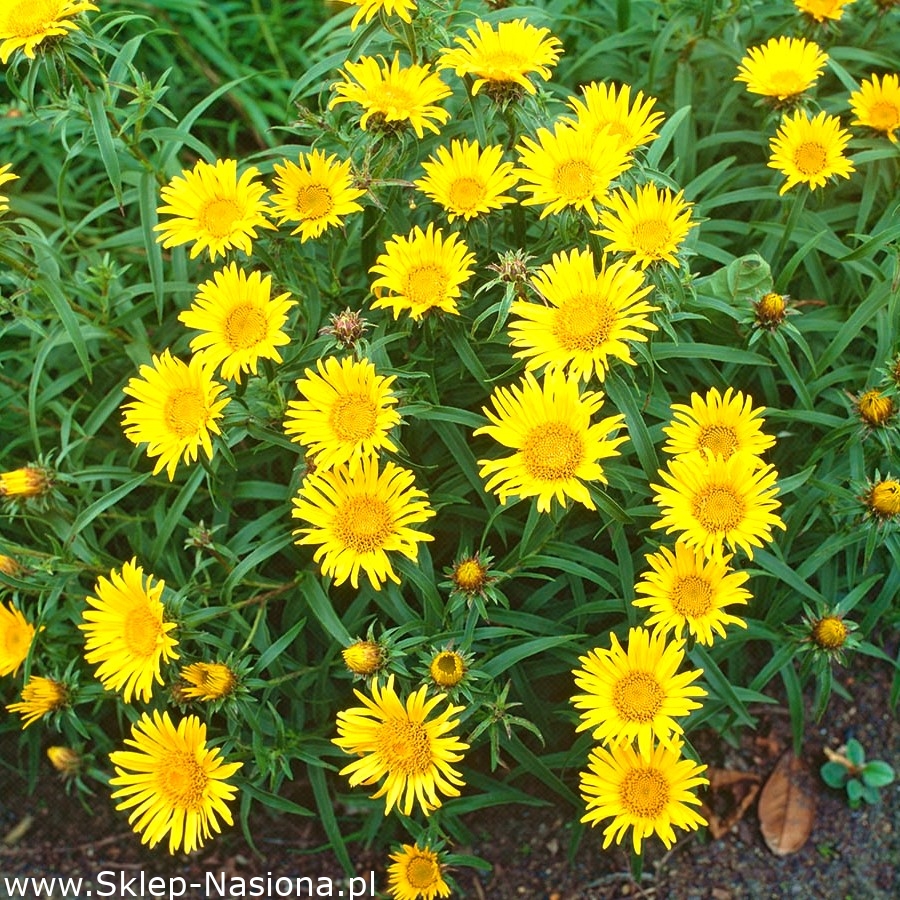 Oman wąskolistny w SklepNasiona Sprawdź darmową wysyłkę