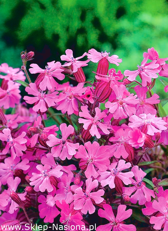 Lepnica 3500 nasion w SklepNasiona Sprawdź darmową wysyłkę
