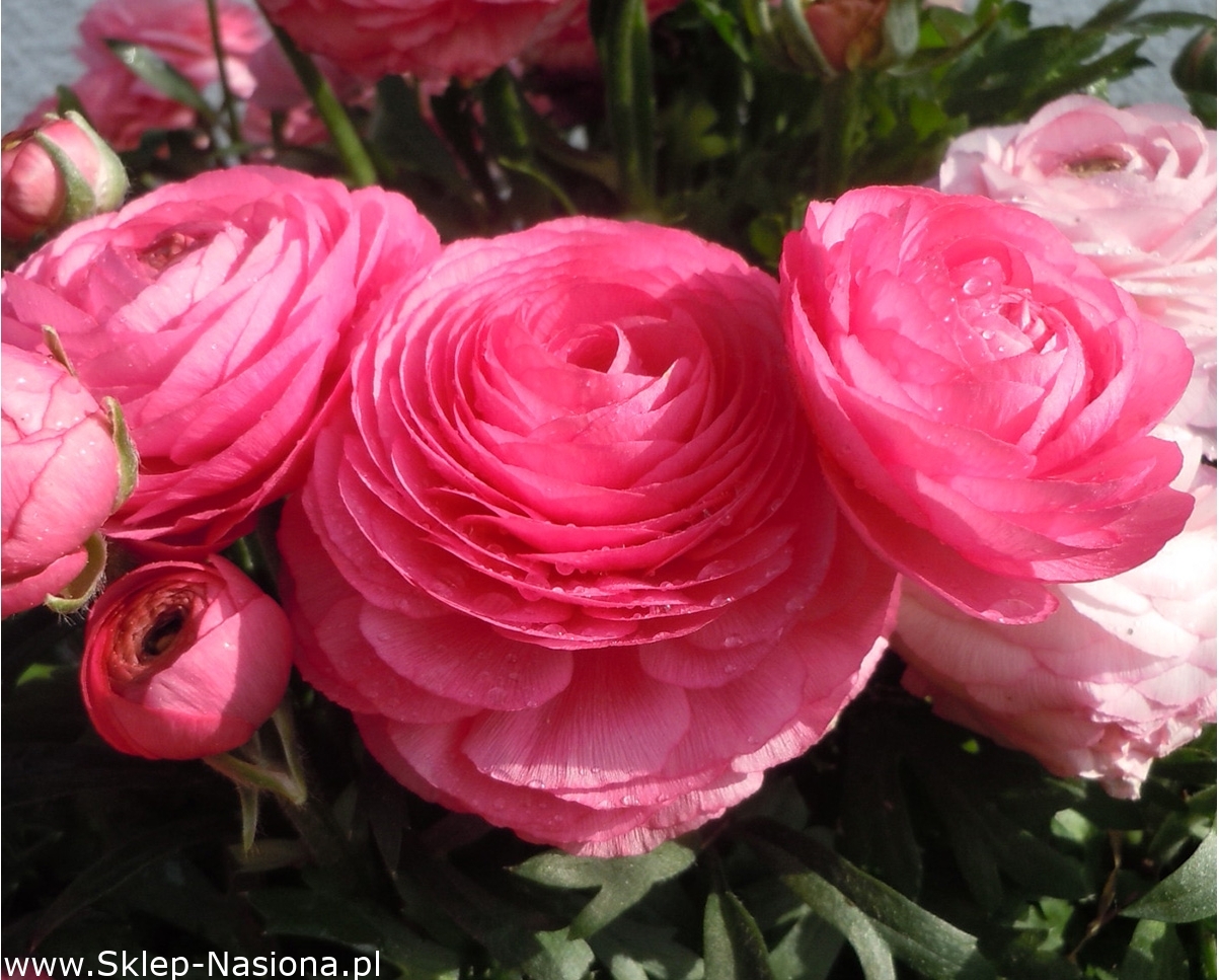 Jaskier azjatycki różowy - 10 cebulek w Sklep-Nasiona | Sprawdź darmową